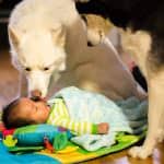 Boston newborn baby photography session with Siberian Huskies