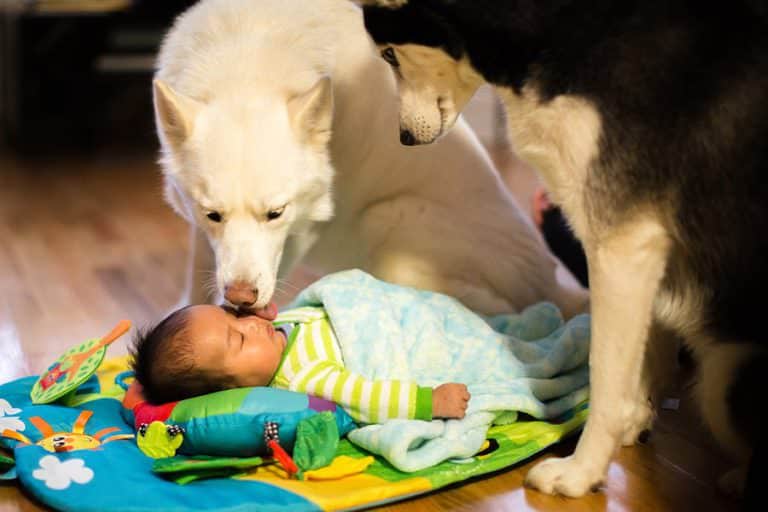 Boston Baby photos with Huskies – Hazel, Violet, Kevin + Bowie
