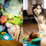 Boston newborn baby photography session with Siberian Huskies