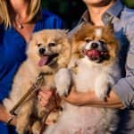 Boston South End Engagement photos at sunset with bride and groom's pet pomeranians
