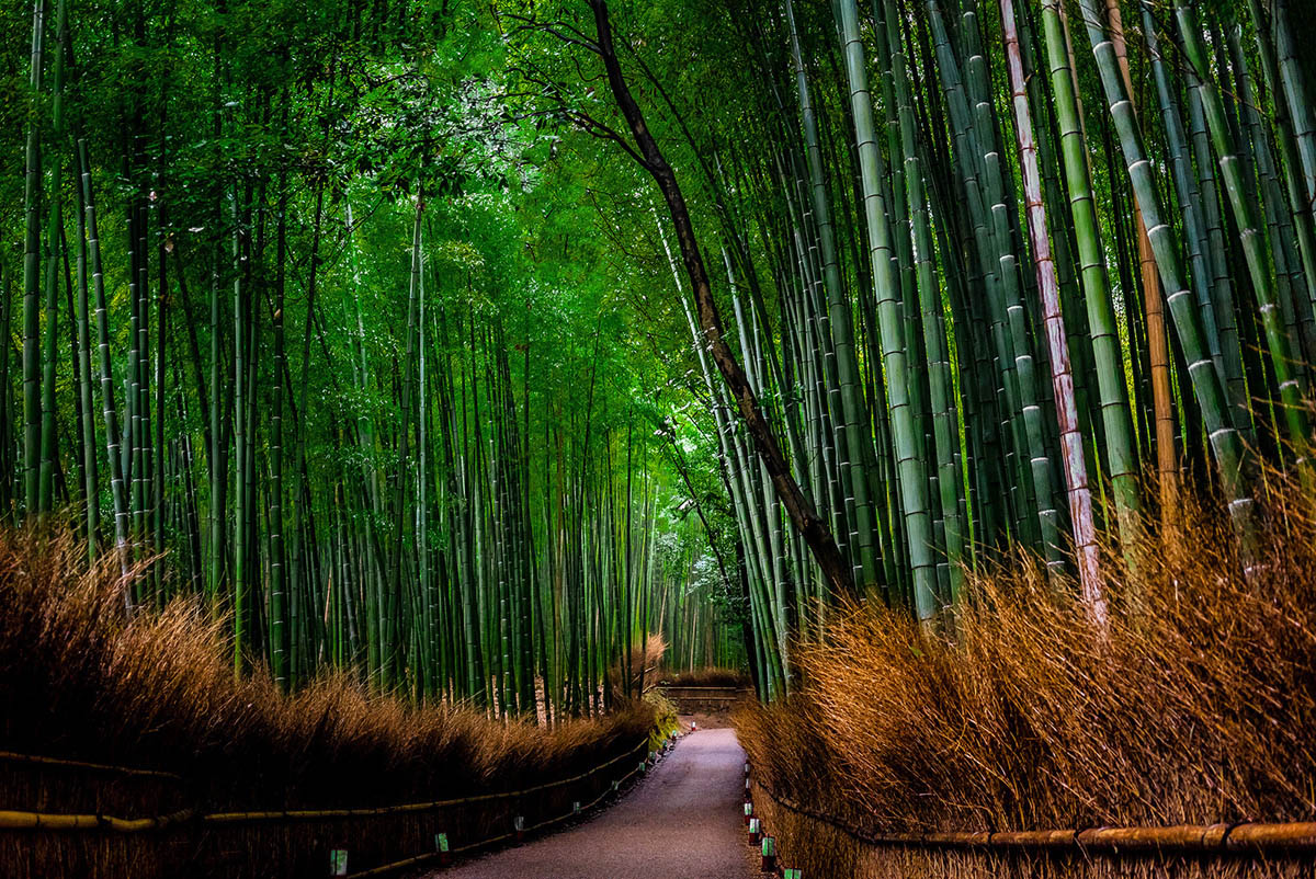 a path leading through a grove of tall bamboo trees.