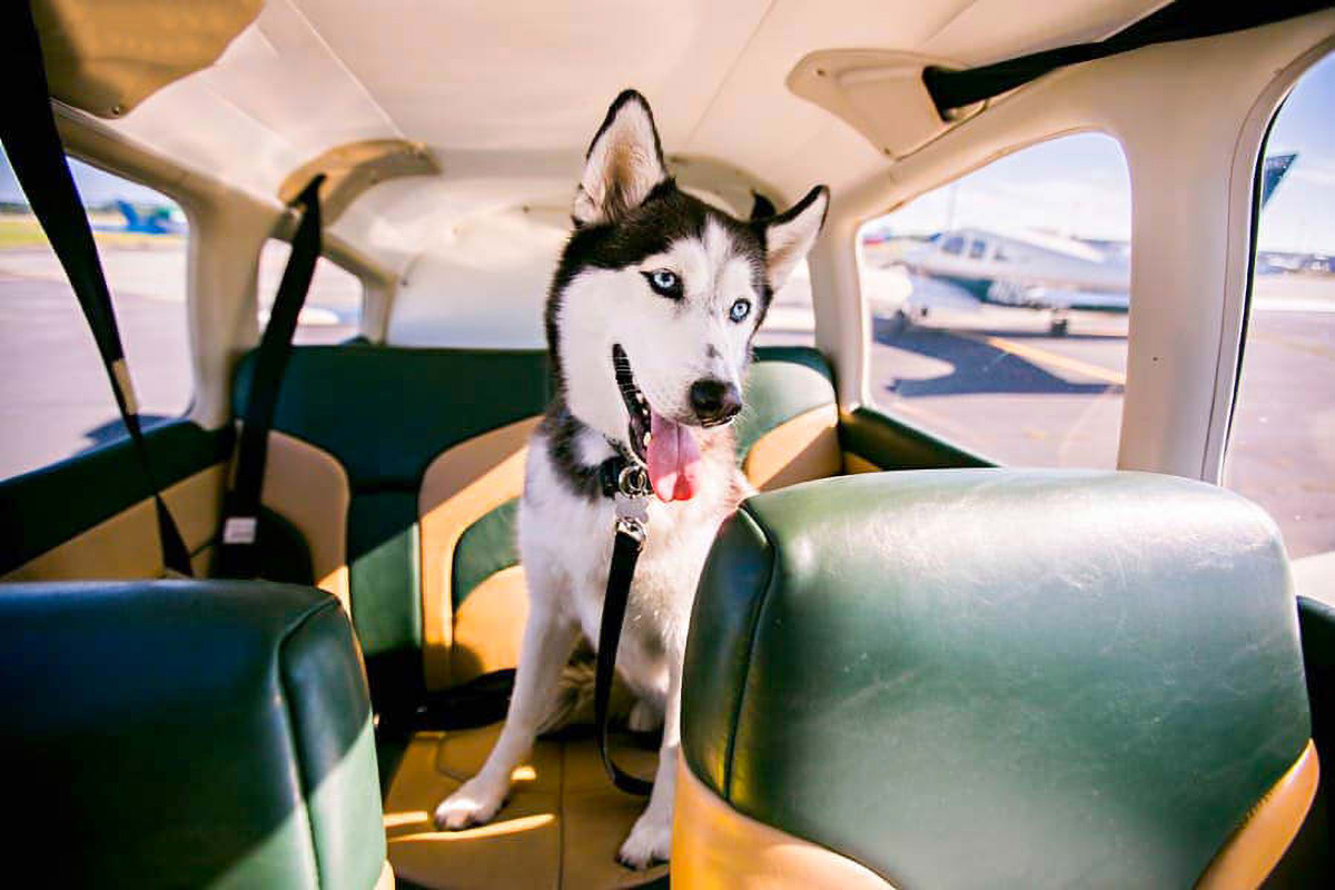 a husky dog sitting in the back seat of a car.