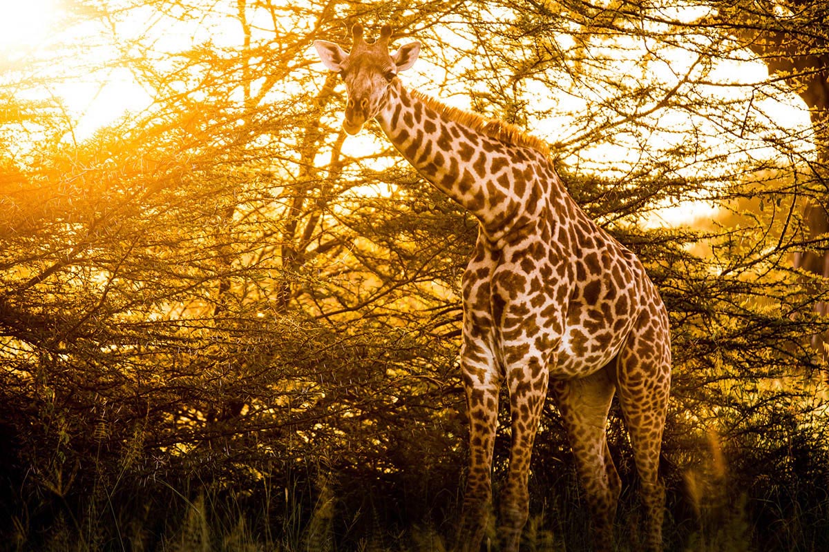 a giraffe standing in the middle of a forest.