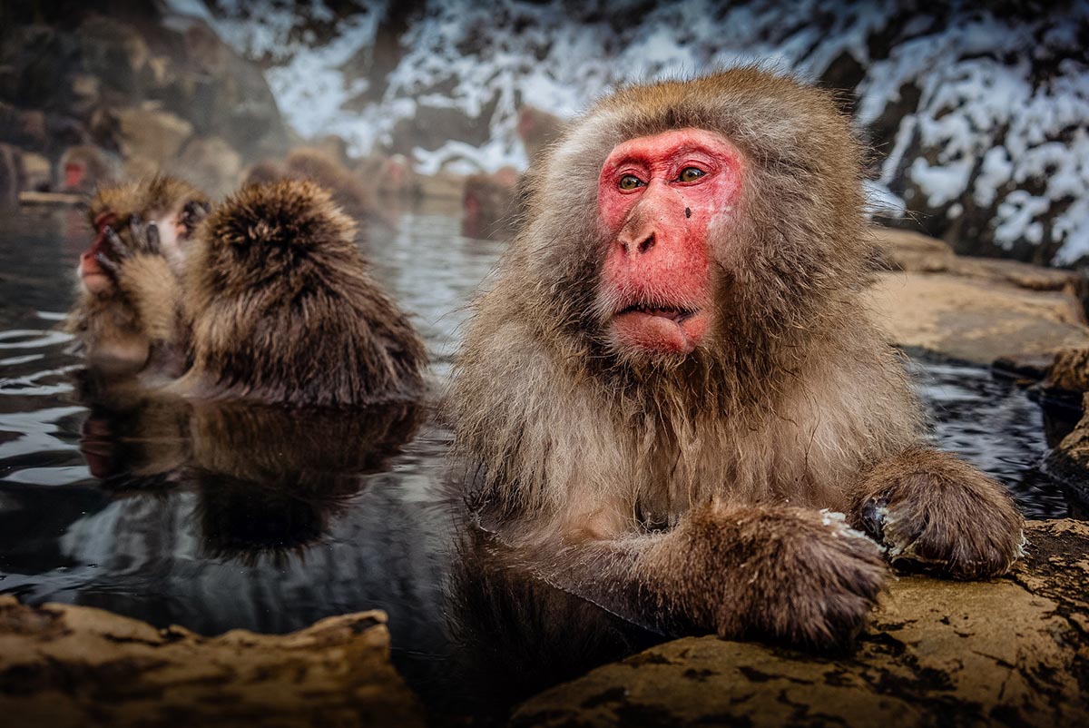 a group of monkeys sitting in a body of water.