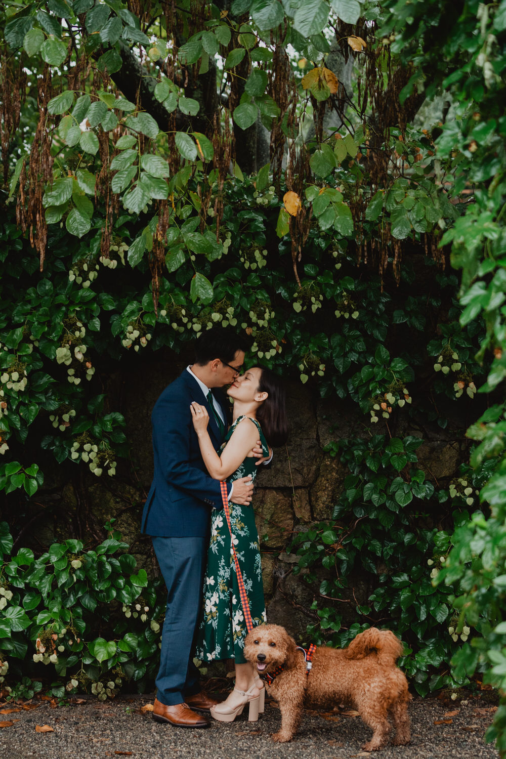 A couple poses for Arnold Arboretum engagement photos in front of an ivy covered wall.